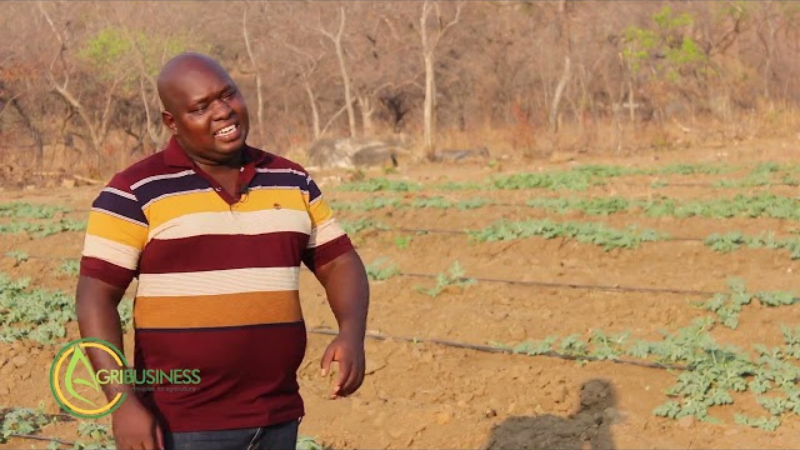 Nature's Juicy Gem: The Thriving World of Watermelon Production in Zimbabwe.